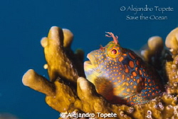 Blenny en Plataforma, Isla Lobos Mexico
Canon 7D, 60 mm,... by Alejandro Topete 